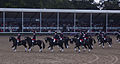 Défilé des étalons du haras de l'état de Rhénanie du Nord-Westphalie à Warendorf