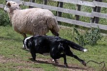 Black and white Border Collie herding a sheep Herding-6.png