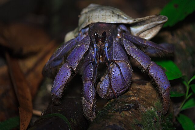 Pagurus bernhardus foraging at night.