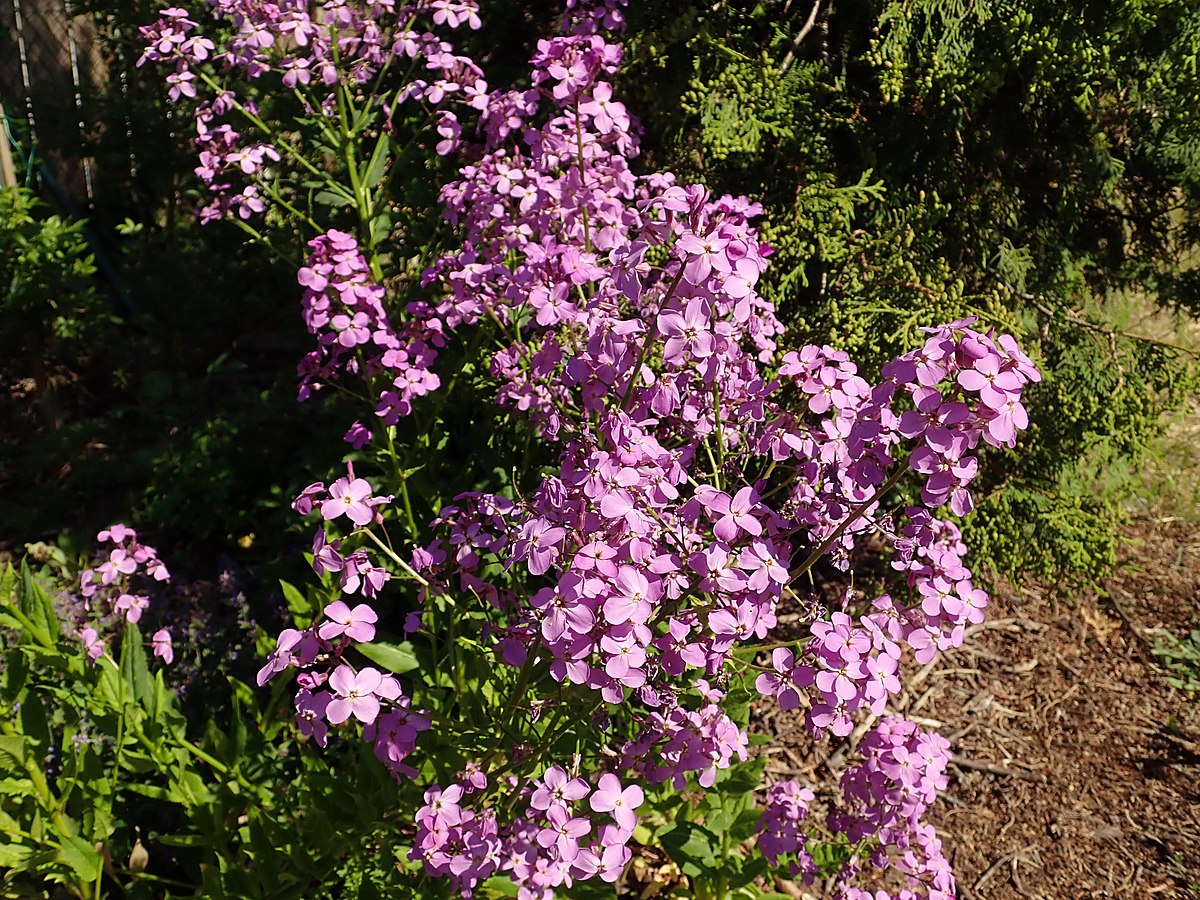 Hesperis matronalis