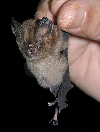 <span class="mw-page-title-main">Dusky leaf-nosed bat</span> Species of bat