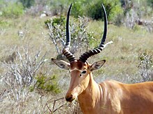 Cabeza de Hirola con glándulas suborbitales.jpg