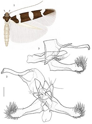 Hodgesiella quagella