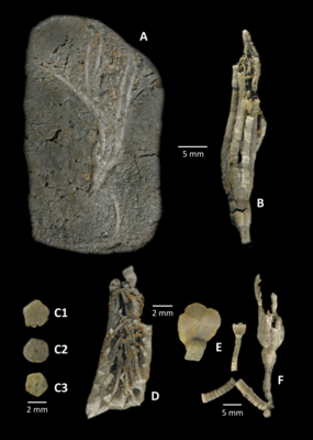 Holocrinus wagneri (BENECKE, 1887), Lower Muschelkalk, Elfershausen, Museum Terra Triassica Euerdorf: A: Krone, SMTE 5825-1-5;  B: crown, SMTE 5825-1-38;  C1-C3: Columnale, C1, SMTE 5825-1-32A;  C2, SMTE 5825-1-47B;  C3, SMTE 5825-1-41;  D: arms with pinnulae, 5825-1-33;  E: Basalia and Infrabasalia with stem, SMTE 5825-1-32;  F: crown with stem, SMTE 5825-1-47A.
