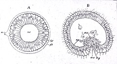 File:Holothuria tubulosa development embryo.jpg (Category:Holothuria tubulosa)