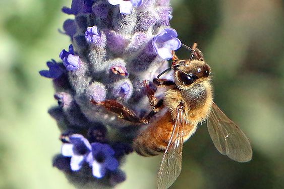 A honeybee on lavender bracts, in Epping, suburb of Sydney, Australia.