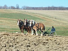 Flemish Horse at work in the Amish community Horses at work 02.jpg