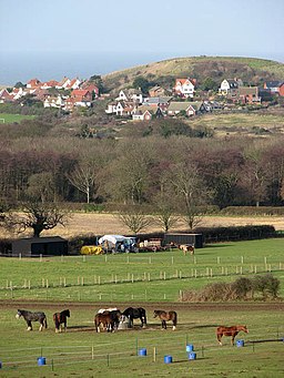 Horses grazing in pasture - geograph.org.uk - 1085582