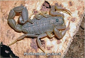 Beskrivelse af Hottentotta schach.jpg-billedet.