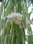 Hoya linearis