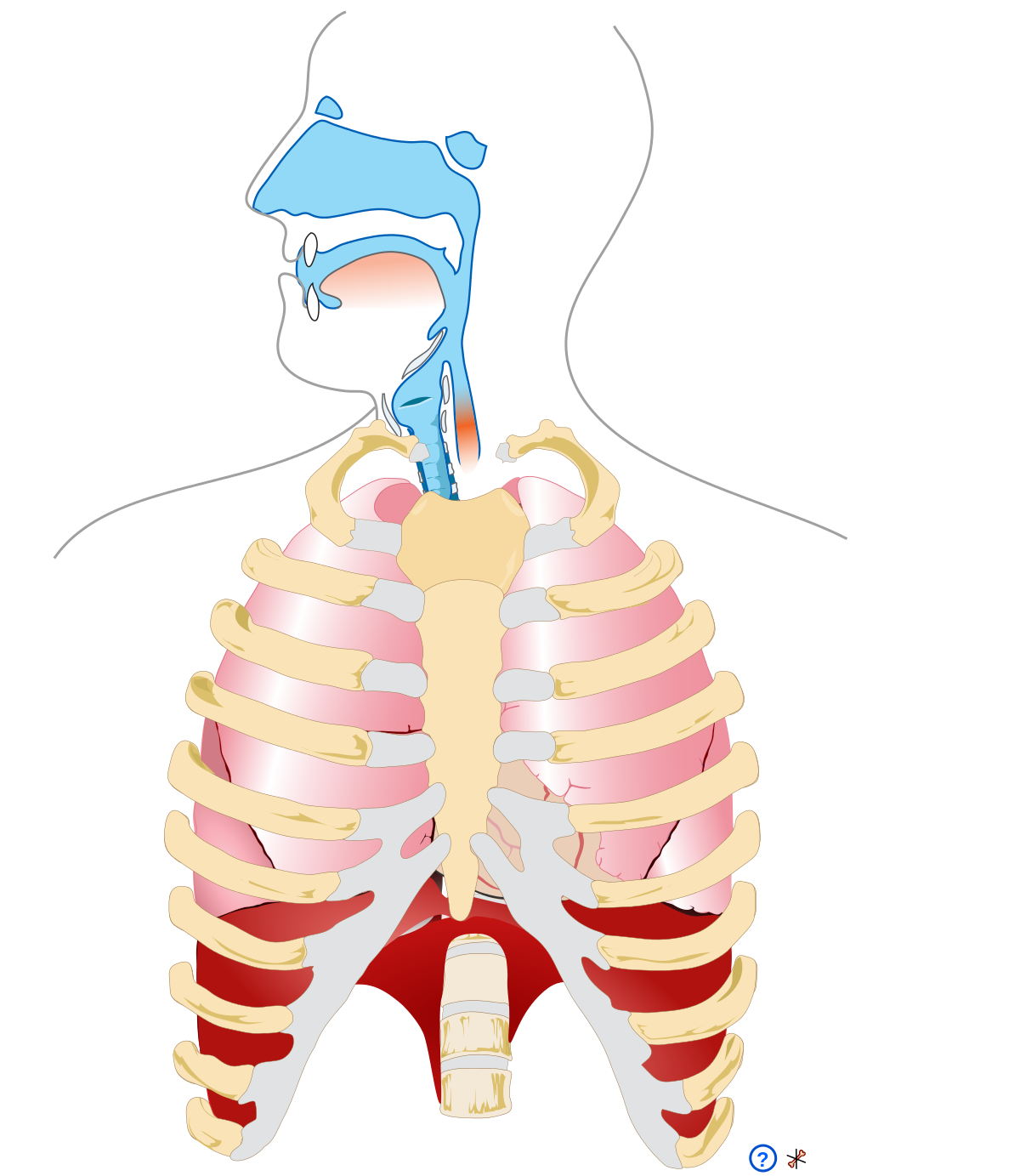 TOUTE LA BIOLOGIE - Qu'est ce que le système respiratoire?  ---------------------------------------------------- Le système respiratoire  regroupe les organes qui permettent d'inspirer et d'expirer l'air dans le  but de fournir de l'oxygène (O2) à