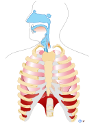 Datei:Human respiratory system pedagogical fr.svg