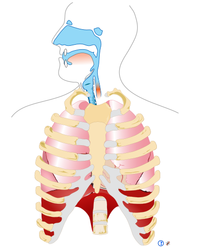 Human respiratory system pedagogical