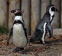 Humboldt-Pinguin (Spheniscus humboldti), Tierpark Hellabrunn, München