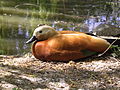 Casarca comune, Tadorna ferruginea