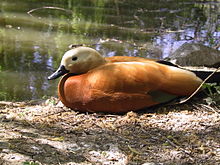 Hunawihr-ruddy-shelduck.jpg