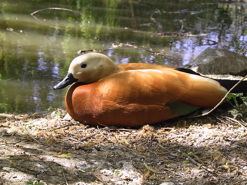 File:Hunawihr-ruddy-shelduck.jpg