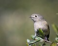 Thumbnail for File:Hutton's Vireo (38517354814).jpg