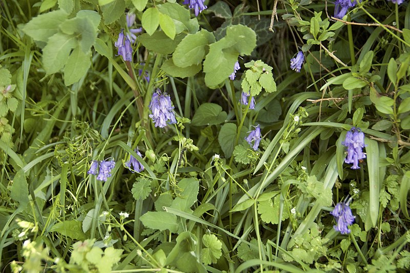 File:Hyacinthoides non-scripta-.jpg