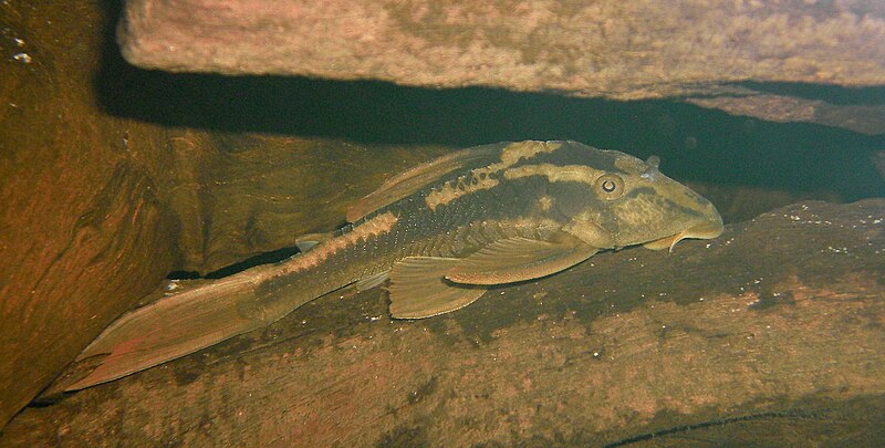 File:Hypostomus basilisko1.jpg