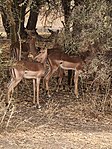 Impalas