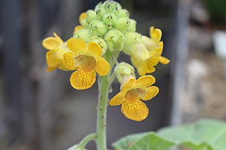 <i>Ibicella lutea</i> Species of carnivorous plant