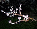 English: Ice glaze on a tree in Fairfax, Virginia during the 2008 ice storm