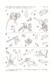 Phalaenopsis difformis tab 118 fig. I in: Johannes Jacobus Smith: Icones Orchidacearum Malayensium II (1938)