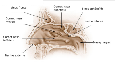 Illu nose nasal cavities.png