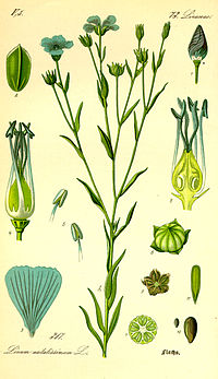 Illustration_Linum_usitatissimum0.jpg