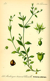 Illustration_Moehringia_trinervia0.jpg