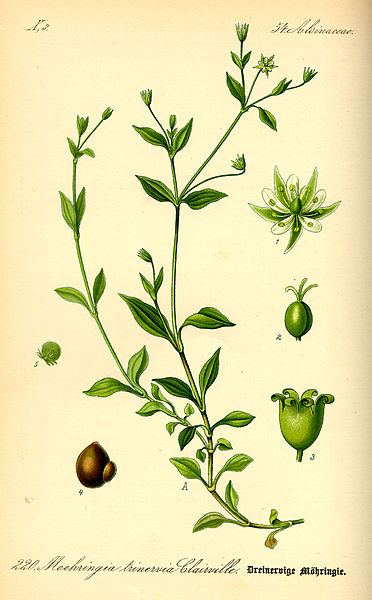 File:Illustration Moehringia trinervia0.jpg