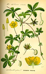 Miniatura para Potentilla reptans