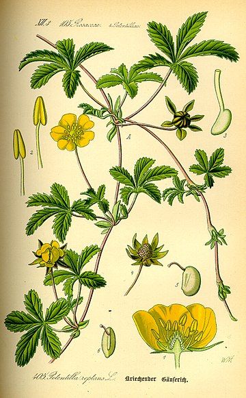 Potentilla reptans