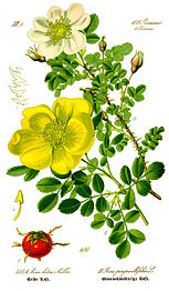 Rosa spinosissima plate 413 B in: Otto Wilhelm Thomé: Flora von Deutschland, Österreich u.d. Schweiz, Gera (1885) (modified)