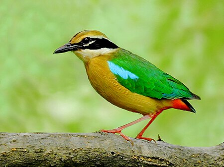 Fail:Indian_pitta_(Pitta_brachyura)_Photograph_by_Shantanu_Kuveskar.jpg