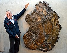 Inoceramus steenstrup, world's largest fossil mollusk.jpg