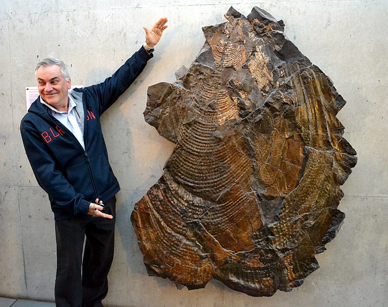 File:Inoceramus steenstrup, world's largest fossil mollusk.jpg