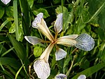 Iris fétide (Iris foetidissima) talus 01.jpg