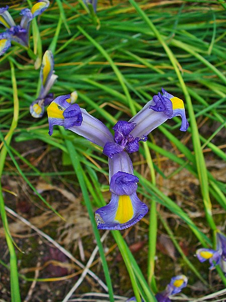 File:Iris xiphium 003.JPG