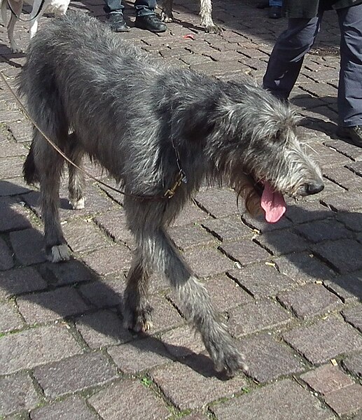 File:Irish Wolfhound Ladenburg.JPG