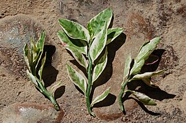 ítamo real (Euphorbia tithymaloides), tel qu'utilisé pour traiter l'herpès, à Trinidad (Cuba)