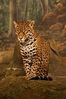 جَگوار یا پلنگ خالدار آمریکایی بزرگ‌ترین جانور از تیرهٔ گربه‌سانان می‌باشد و اندازهٔ بدن آن ۱۵۰ تا ۱۸۰ سانتیمتر می‌باشد.