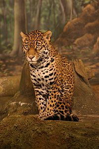 Jaguar (Panthera onca) (Üreten:Cburnett)