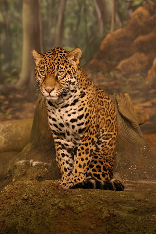 File:Jaguar sitting.jpg - Wikipedia