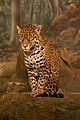 Amerika Birleşik Devletleri'nin Milwaukee kentindeki bir hayvanat bahçesinde otururken fotoğraflanan bir jaguar (Panthera onca). Kedigiller familyasının dört büyük kedisinden biri olan jaguar, genel olarak yalnız dolaşır ve çok iyi bir avcıdır.