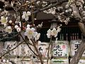 Japanese nature temple flowers.jpg