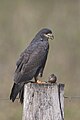 Joung male Snail kite with an aplle snail