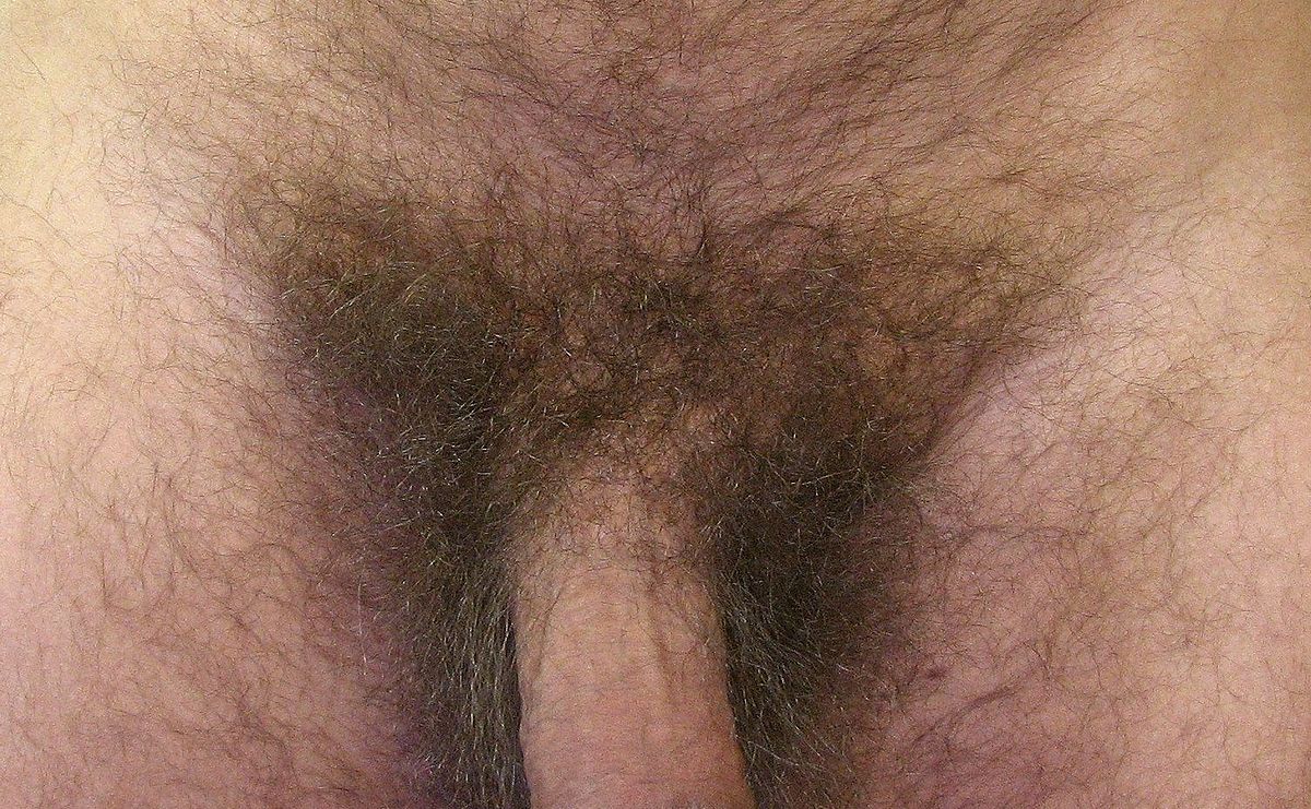 Файл:Justin Hayes male pubic hair.jpg — Викисловарь 