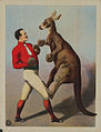 Cartel de boxeo con canguro (década de 1890 #964).